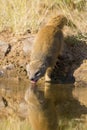 Yellow Mongoose drinks water from a waterhole in Kalahari desert Royalty Free Stock Photo