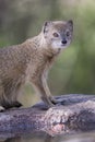 Yellow Mongoose drinks water from a waterhole in Kalahari desert Royalty Free Stock Photo