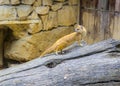 Yellow mongoose fox in his cage Royalty Free Stock Photo