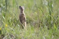Yellow Mongoose hunting for prey on green grass Royalty Free Stock Photo