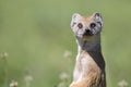 Yellow Mongoose hunting for prey on short green grass Royalty Free Stock Photo