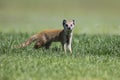 Yellow Mongoose hunting for prey on short green grass Royalty Free Stock Photo