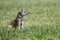 Yellow Mongoose hunting for prey on short green grass Royalty Free Stock Photo