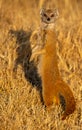 A Yellow Mongoose in its natural habitat, South Africa. Royalty Free Stock Photo