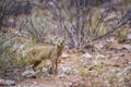 Yellow mongoose in Kgalagadi transfrontier park, South Africa Royalty Free Stock Photo