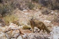 Yellow mongoose in Kgalagadi transfrontier park, South Africa Royalty Free Stock Photo