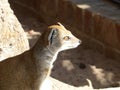 Yellow mongoose looking out at the world Royalty Free Stock Photo