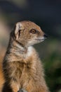 Yellow mongoose looking to the right Royalty Free Stock Photo