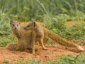 Yellow mongoose pair Royalty Free Stock Photo