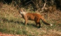 Yellow mongoose portrait Royalty Free Stock Photo