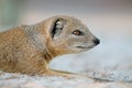 Yellow mongoose portrait Royalty Free Stock Photo