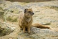 Yellow mongoose portrait Royalty Free Stock Photo