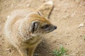 Yellow mongoose portrait Royalty Free Stock Photo