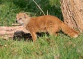 Yellow Mongoose Portrait Royalty Free Stock Photo