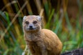 Yellow mongoose, sometimes referred to as the red meerkat