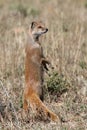 Yellow Mongoose Standing