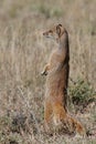 Yellow Mongoose Standing