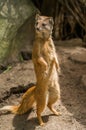 Yellow mongoose standing up at guard closeup