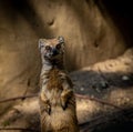 Yellow mongoose standing upright watching everything