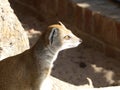 Yellow mongoose looking out at the world Royalty Free Stock Photo