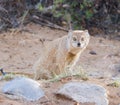 Yellow mongoose at a waterhole Royalty Free Stock Photo