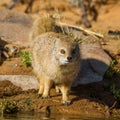 Yellow mongoose at a waterhole Royalty Free Stock Photo