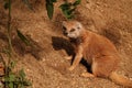 A yellow mongoose. Royalty Free Stock Photo