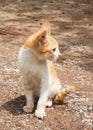 Yellow mongrel cat sitting on ground. Looking foward action.