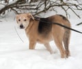 Yellow mongrel puppy standing on snow