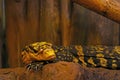 A yellow monitor lizard lies on a stone in the park