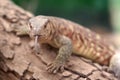 Yellow monitor lizard out it`s tongue on a tree. wild life animal lizards with selective focus on selective blurry background.