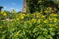 Yellow monkeyflowers erythranthe guttata Royalty Free Stock Photo