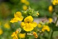 Yellow monkeyflowers erythranthe guttata Royalty Free Stock Photo