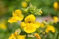 Yellow monkeyflowers erythranthe guttata Royalty Free Stock Photo