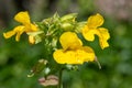 Yellow monkeyflowers erythranthe guttata Royalty Free Stock Photo