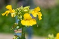 Yellow monkeyflowers erythranthe guttata Royalty Free Stock Photo