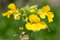 Yellow monkeyflowers erythranthe guttata Royalty Free Stock Photo