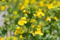 Yellow monkeyflowers erythranthe guttata Royalty Free Stock Photo
