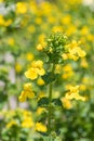 Yellow monkeyflowers erythranthe guttata Royalty Free Stock Photo