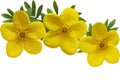 Yellow Monrovia Potentilla