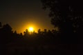 Yellow moon rises behind forest