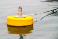 Yellow mooring buoys