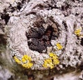 Yellow moos on tree hole. Beauty of nature and trees.