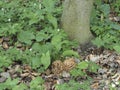 The Yellow Morel Morchella esculenta is an edible mushroom Royalty Free Stock Photo