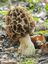 The Yellow Morel Morchella esculenta is an edible mushroom Royalty Free Stock Photo
