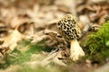 Yellow Morel, Morchella Mushroom Growing In Forest