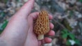 Yellow morel mushroom in a young mans hand. Mushroom hunting / foraging for wild edibles. Royalty Free Stock Photo