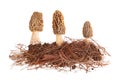 Yellow morel mushrooms and pine needle substrate isolated on white