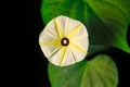 Yellow morning glory flower