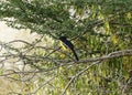 Yellow Morph of the Crimson-breasted Shrike Royalty Free Stock Photo